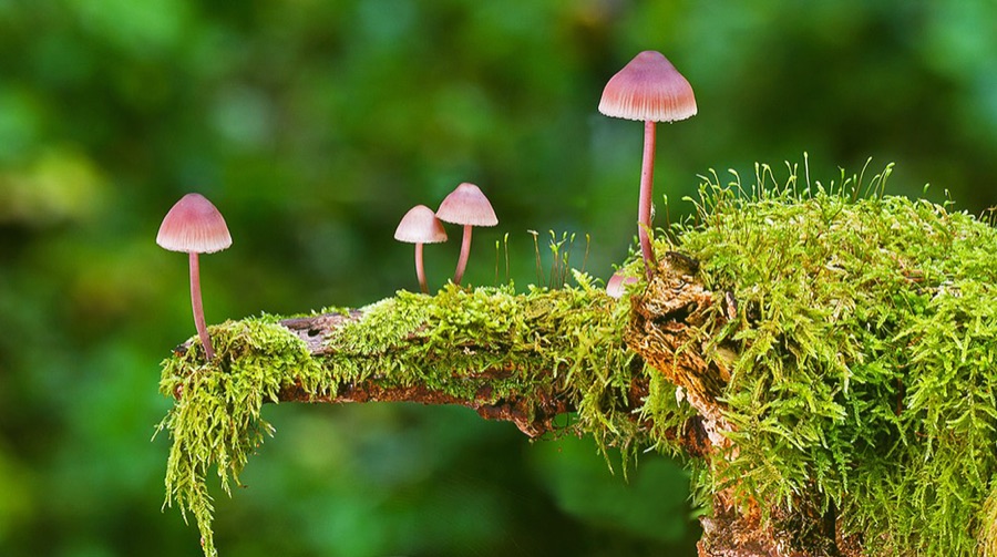 Small pink mushrooms growing from a moss-covered branch