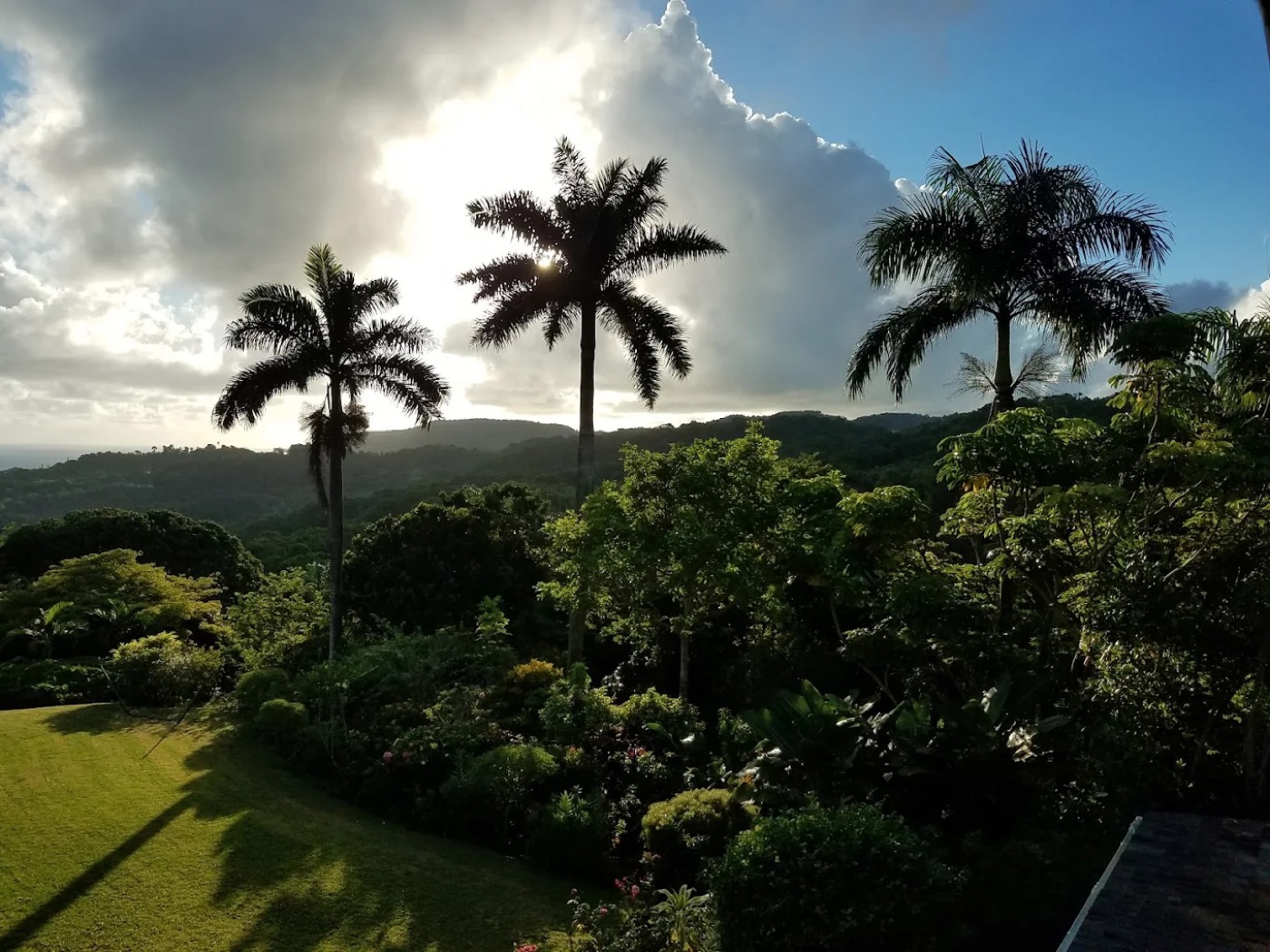 Palm trees over the gardens at Norse Hill Estate